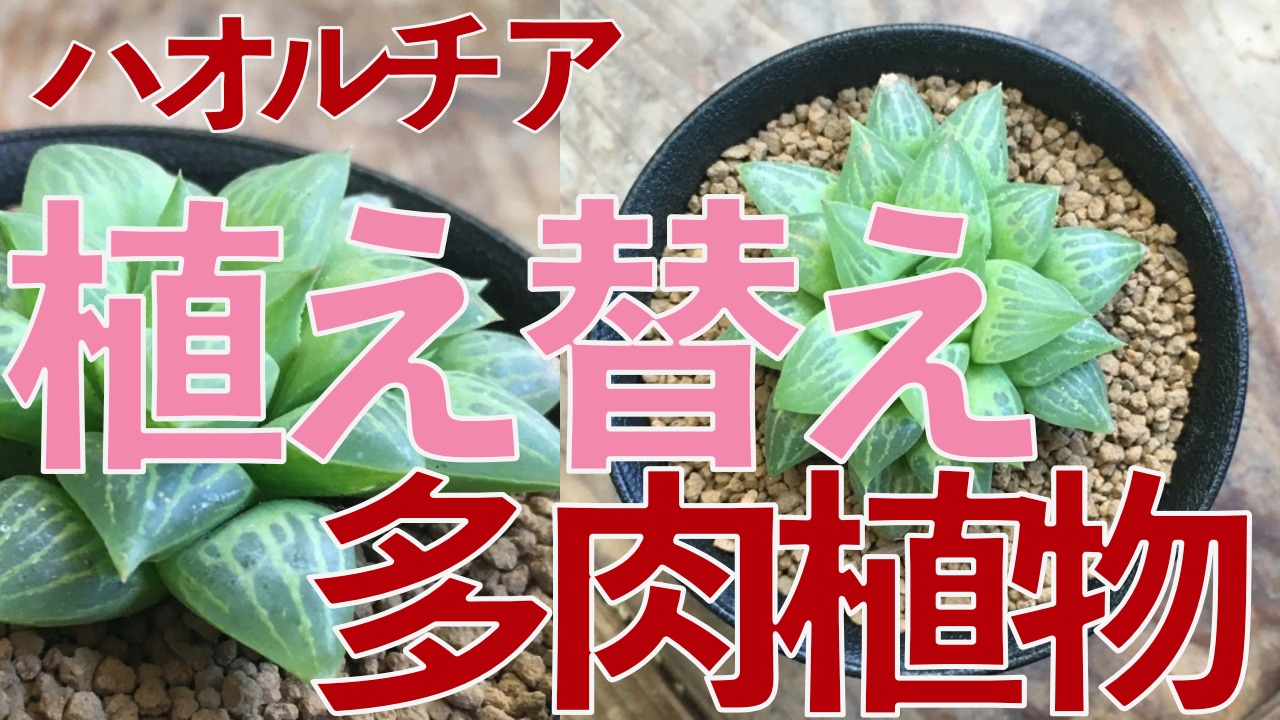 動画あり 多肉植物ハオルチア椿姫の春の植替え 髪質性格診断と世界大会や美容師歴２０年の経験と研究