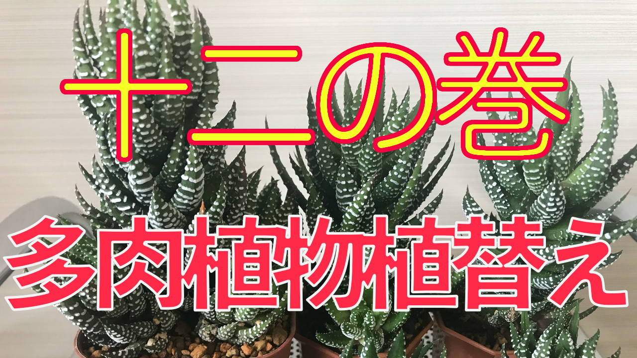 動画 植物大好き美容師が多肉植物の１２の巻を植え替え教えます 髪質性格診断と世界大会や美容師歴２０年の経験と研究