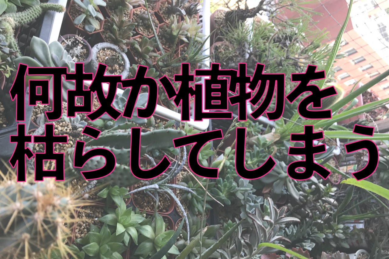 部屋の中で植物を育てはじめた方へ よくある植物トラブル なぜか枯らしてしまう原因をまとめました 髪質性格診断と世界大会や美容師歴２０年の経験と研究