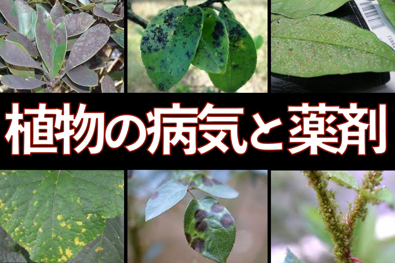 植木や盆栽 多肉植物の病気やウイルスで植物トラブルを考える Ginza Hairの頭の中は草髪健美