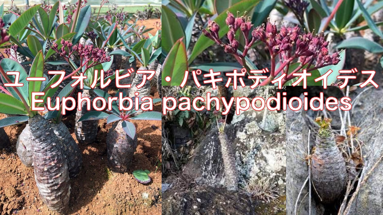 ユーフォルビア・パキポディオイデス①. （Euphorbia pachypodioides） ユーフォルビア パキポディオイデス&frasl;盆栽、多肉植物、塊根植物、観葉