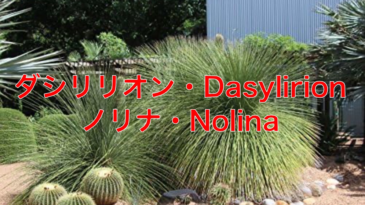ダシリリオン、ノリナ種から育てる。Dasylirion wheereri／Nolina 