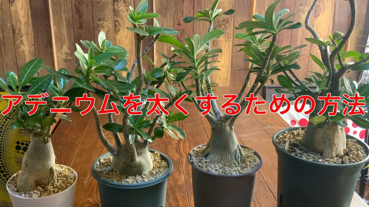 検証】アデニウムを太くするための方法。塊根部分を太らせるために強 