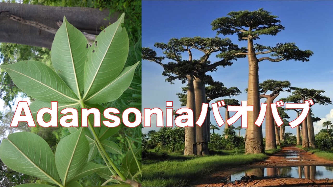 Adansonia digitata 古株 アンダソニア ディギタータ バオバブ 塊根 灌木 サボテン ユーフォルビア 多肉 星の王子さま コーデックス Adansonia digitata, the African baobab, is the most widespread tree species  of the genus Adansonia, the baobabs, and is native to the African