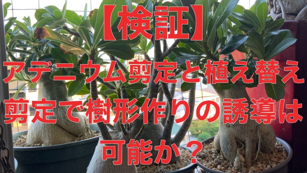 検証結果】アデニウム盆栽仕立ての為の3つの剪定方法 | GINZA HAIR江藤 